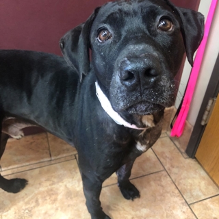 closeup of black dog