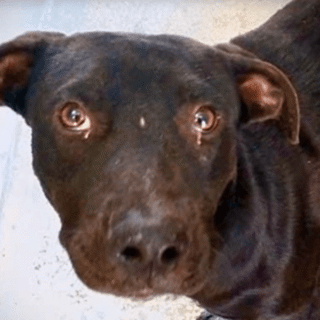 closeup of black dog