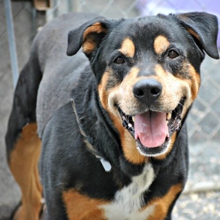 black and tan dog smiling at the camera