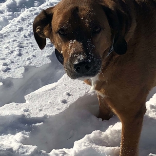 brown dog playing in the snow