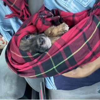 small brown puppy wrapped in a red plaid blanket