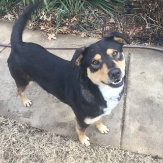 black and tan dog on a walk