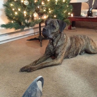 brown and gray dog lying on carpet in front of a Christmas tree
