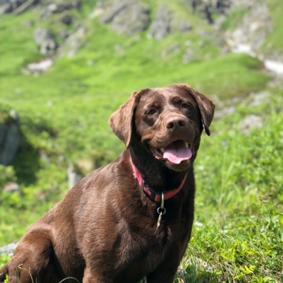 chocolate brown lab sitting in a green landscape