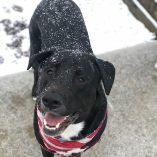 black dog in the snow