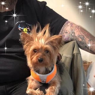 small Yorkshire terrier sitting with its owner