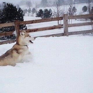 tan husky playing in the snow