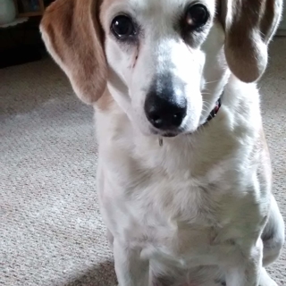 white dog with tan ears