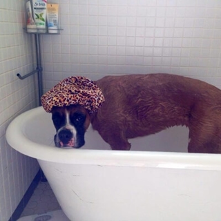 tan dog in a bathtub wearing a shower cap