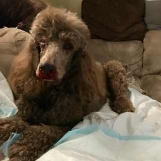 gray brown puppy lying down on couch