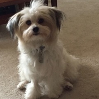 long haired white dog sitting on carpeted floor