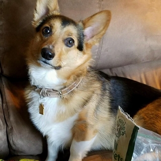 black and tan corgi sitting on couch
