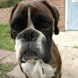 closeup of brown dog