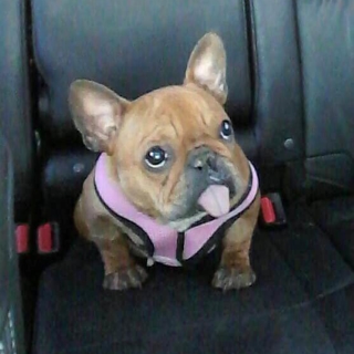 small tan french bulldog with its tongue out