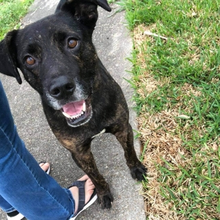 black dog standing on sidewalk