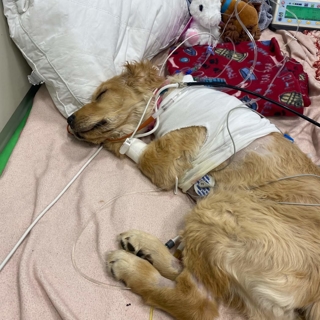 golden retriever puppy wearing a shirt lying down