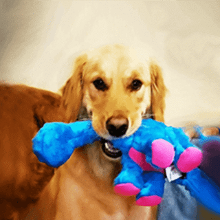 golden retriever with a blue dinosaur toy in its mouth