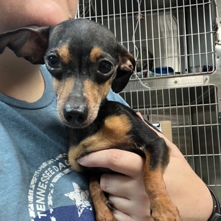 closeup of a small black and tan dog in someone's arms