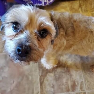 light brown dog