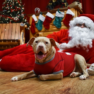smiling tan dog wearing a red shirt posing next to Santa