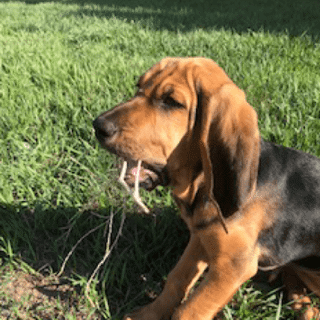black brown dog sitting on grass