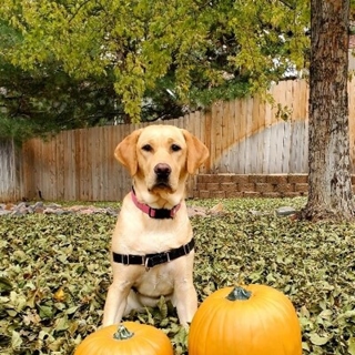golden labrador retriever posing behind pumpkins