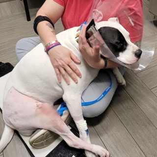 white dog with black spot on its eye wearing a cone after surgery