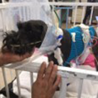 schnauzer with cones and wires at vet