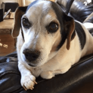 chubby small dog laying on couch