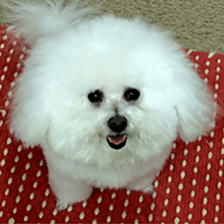 fluffy white dog face