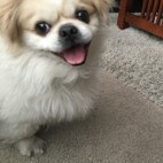 furry white dog smiling with its tongue out