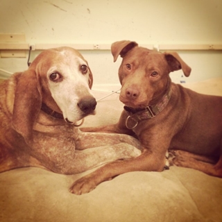 2 dogs laying facing eachother