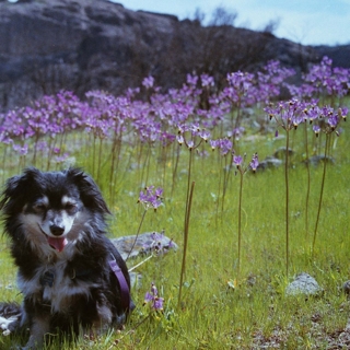 small black dog in a field of flowers