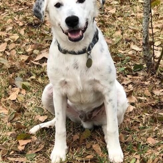 white dog sitting on leaves