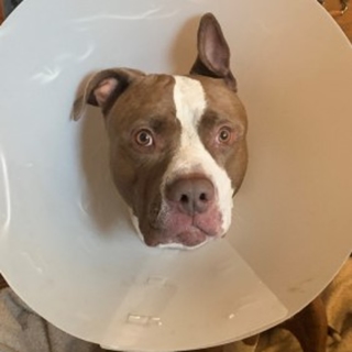 tan and white pit bull with cone around neck