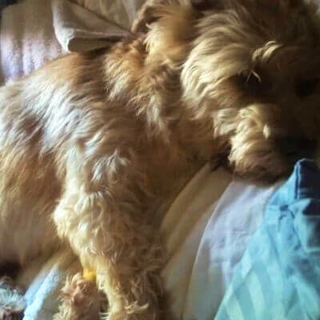 close up of tan yorkie dog sleeping