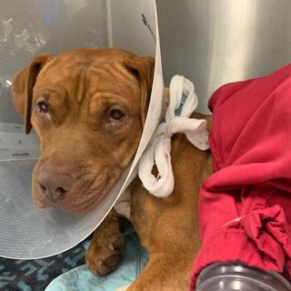 close up of tan dog face with neck in cone