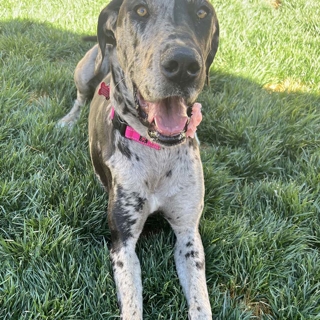 large spotted dog laying in grass