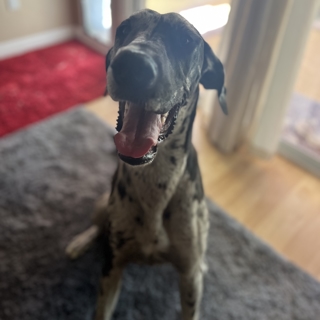 close up of black and gray great dane face