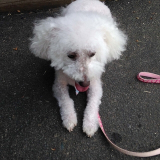 curly white dog laying on ground with leash