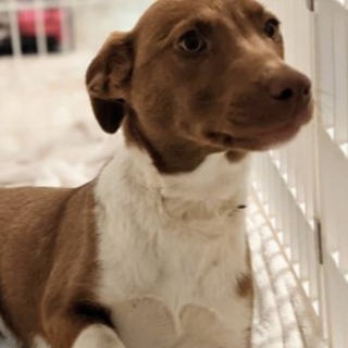 small tan and white dog in a crate