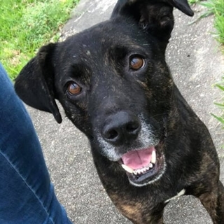 close up of black dog face outside