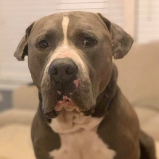 close up of large gray and white dog face
