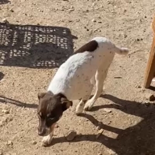 small white and brown dog walking on dirt