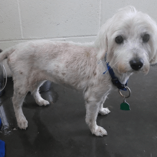 small white dog standing on metal table