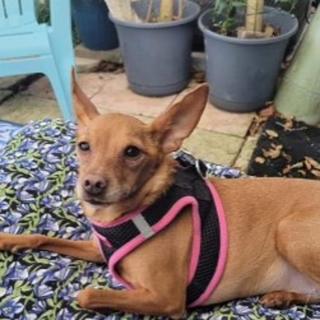 small tan dog in a harness