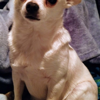 small white chihuahua sitting