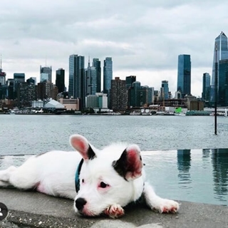 white dog laying on sidewalk in front of city skyline