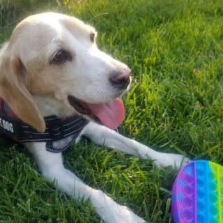 tan dog laying in grass