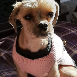 small tan dog in sweater